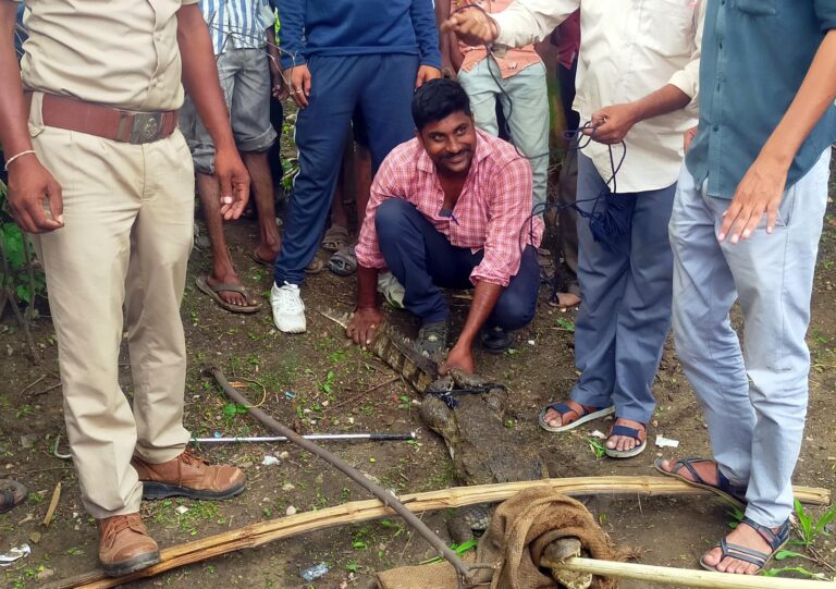 The crocodile was shifted to a safe place on a farm in Labhi village