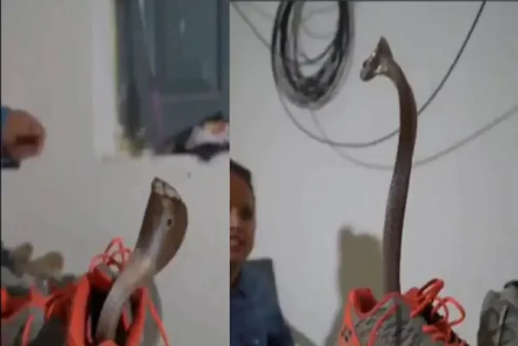 Hidden in the shoes was a dangerous cobra snake! Teasing attacks