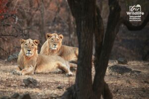 Gujarat Gir lions count increased