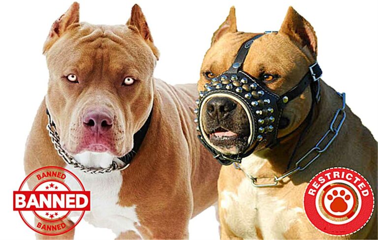 41 countries ban pit bulls as pet dogs take their owner's lives