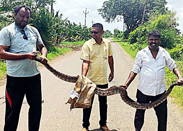 A nine-feet long python was caught
